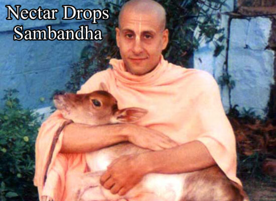 Nectar Drops- Sambandha